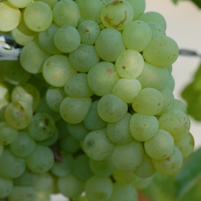 weisser Elbling 02
